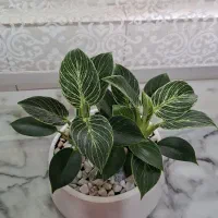 گل طبیعی