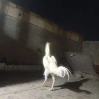 خروس لاری سفید با مرغ