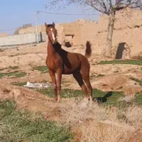 مادیان