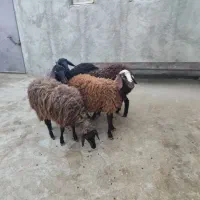 بره ماده