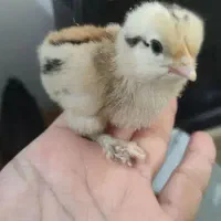 تخم مرغ نطفه دار و خوراک ، جوجه ، مرغ ، خروس