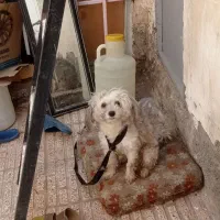 شیتزو ماده