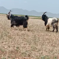 بز چپش