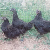 جوجه دورگ کوشین وآیام سمانی