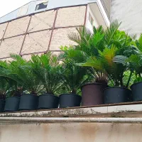 فروش تعدادی گل سیکاس پنج ساله و سه ساله