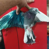 کفتر جوجه .جوجه قلمی پرشی (گرفتنی بلندی)