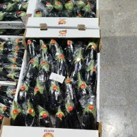 نیرو کار مر