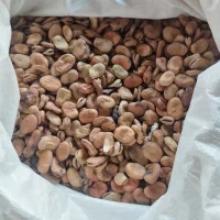 بذر باقله فیتو