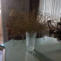 سه بوته گل اکلیلی