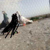 چهارتا کفتر