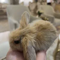 خرگوش لوپ