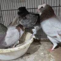 کفتر|پرنده|کاشان, خرمدشت|دیوار