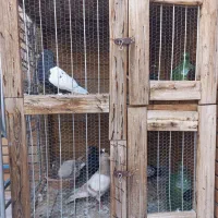 کجه کبوتر