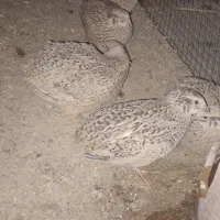 گوشت پرندگان محلی