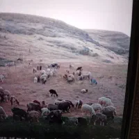 گوسفندجفتی 60|حیوانات مزرعه|نورآباد ممسنی, |دیوار