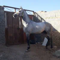 نریان ۷ ساله یک سر عرب