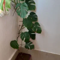 گل زیبا