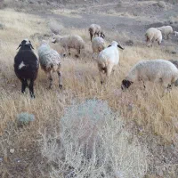 20عددکاور جوان دانه 23