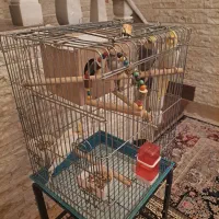 عروس هلندی مولد