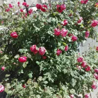 گل رز|گل و گیاه طبیعی|جلگه شوقان, |دیوار