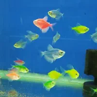 ماهی گیاهخوار و گوشتخوار