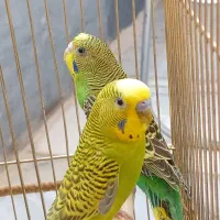 یک جفت مرغ عشق اهلی