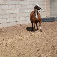 بره ماده عربی خوشکل ،، میش ، بز