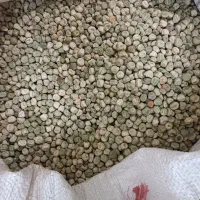 بذر نخود فرنگی پفکی، ولف هلندی نسل اول