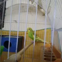 پرنده مرغ عشق