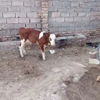گاو