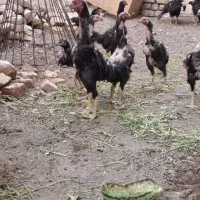 نژاد لاری اوشامو