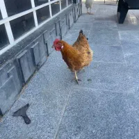 خروس و مرغ تخمگذار