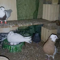 رنگی نروماده