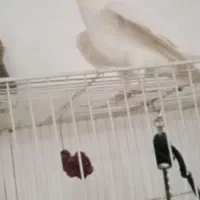سلام عروسی هلندی گم شده