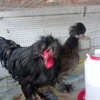 مرغ و خروس سلطان