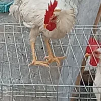 خروس