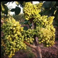 پیوند زنی|خدمات باغبانی و درختکاری|شاهینشهر, فردوسی|دیوار