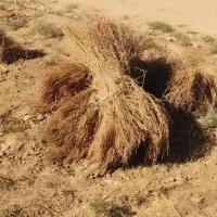 جارو شهرداری