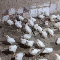 نیمچه مرغ مادر تخمگذار ۸۰ روزه خرده و عمده