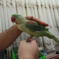 شاطوطی