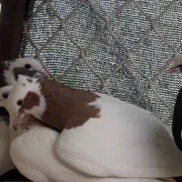 کفتر گمشده طوق زرد نر دوبر دار سینه سوسنی نر