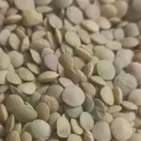 مرجی