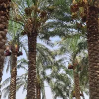 باغ خرما اجاره داده میشود