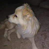 سگ پا کوتاه نر نژاد فوق خوشگل