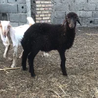 بره ماده