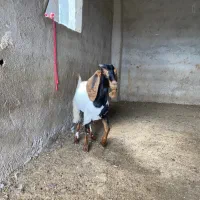 بزغاله دو رگ ماده تک خورده