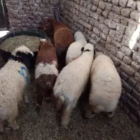 ۶ تا بره شیر پر نر و یک کهره چاق نر