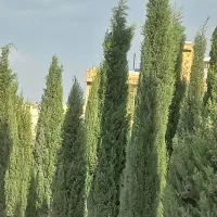 نهال سرو شیراز