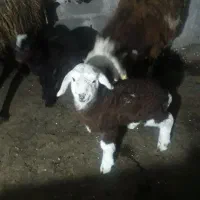 بره شیری کشتاری از ۴۰ کیلو تا ۵۰ کیلودرجه یک