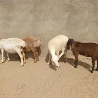 بره